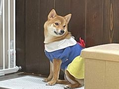 -逗柴咖啡屋·狗咖猫咖宠物桌游