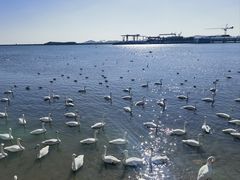 -烟墩角天鹅湖