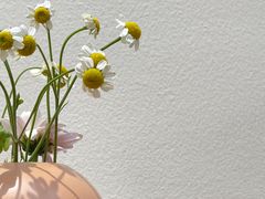 -有猫主题·治愈系猫咖(曾厝垵店)