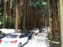 -武陵山森林公园