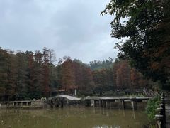 -深圳仙湖植物园