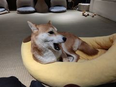 -逗柴咖啡屋·狗咖猫咖宠物桌游