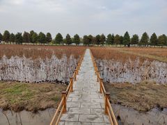 -漩门湾国家湿地公园