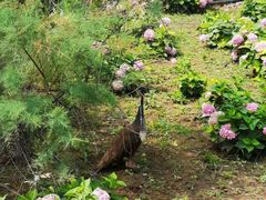 -北京麋鹿生态实验中心