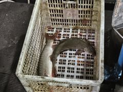 -土砂锅生态山庄·非遗砂锅雅鱼