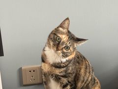 -纳吉亚猫专科动物医院·北北分院