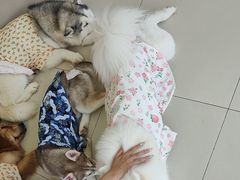 -怪兽屋·羊驼·猫咖·狗咖(俊华广场店)