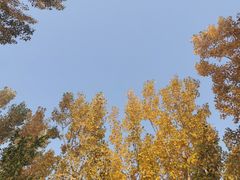 -塘沽森林公园