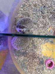 -神奇动物撸宠馆·羊驼·小浣熊·异宠(豫园店)