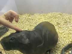 -昆明大悦城未来动物城(螺蛳湾中心店)