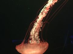 -欢乐海岸海洋奇梦馆