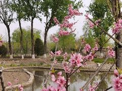 -莲花池公园