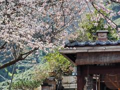 -十八棵（老龙井）御茶园(老龙井店)