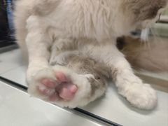 -瑞鹏宠物医院·骨科·猫科·内科(第一中心)