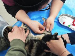 -纳吉亚猫专科动物诊疗中心(蒋宅口分院)