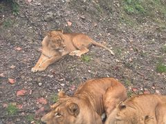 -栾川竹海野生动物园