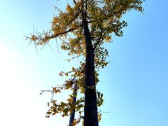 -洋湖国家湿地公园