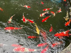 -华庭苑农家乐(旺山店)