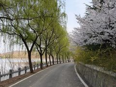-樱花山风景区