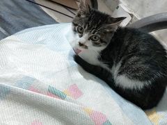 -灵美宠物诊所