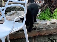 -喵屿·大理花园猫咖