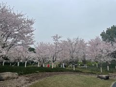 -径山花海