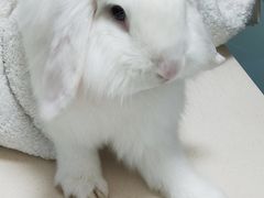 -瑞派·关忠动物医院·异宠专科·犬猫肿瘤·皮肤专科(望京店)