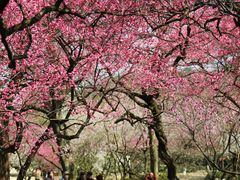 -杭州植物园