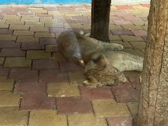 -大连森林动物园