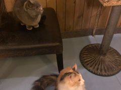 -猫色咖啡·猫咖