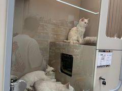 -唐小姐の私宠·宠物洗护美容·撸猫馆·购宠(周浦万达旗舰店)