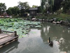 -鹅湖玫瑰文化园