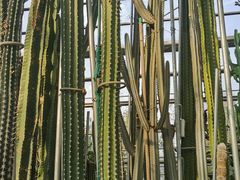 -南山植物园