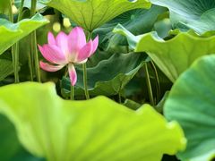 -莲花池公园