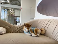 -怪兽屋·羊驼·猫咖·狗咖(俊华广场店)