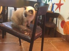 -李小姐の猫咖啡馆(五角场店)