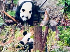 -成都大熊猫繁育研究基地