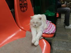 -猫咪博物馆(顶澳仔猫街店)