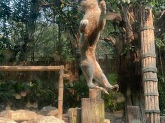 -广州长隆野生动物世界