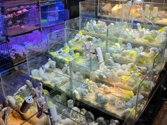 -青石桥花鸟鱼虫市场(叠翠城店)