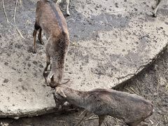 -黔灵山公园
