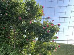 -南通洲际绿博园