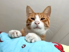 -瑞派康怡24h宠物医院·犬猫医疗中心·微创绝育(瑞景分院)