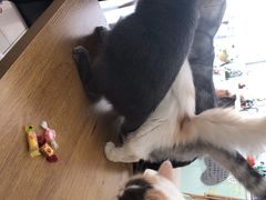-平行世界·猫咖(首经贸店)