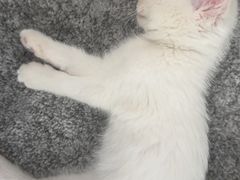 -北京观赏动物医院·24小时大型综合·猫专科·异宠专科