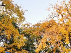 -八大关景区