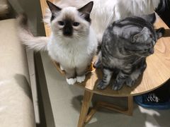 -藏猫猫咖啡主题馆(中央大道店)