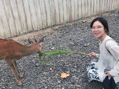 -鹿境梅花鹿生态园区