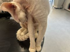 -琪喵猫屋·撸猫猫咖·猫舍