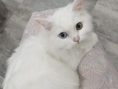 -楼上猫咖(罗湖店)